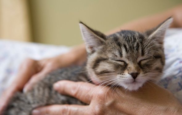 Tout ce que vous devez savoir sur le ronronnement de chat