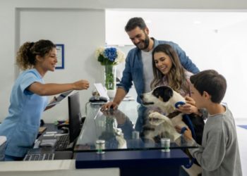 Transfusions sanguines de chiens: tout ce que vous devez savoir