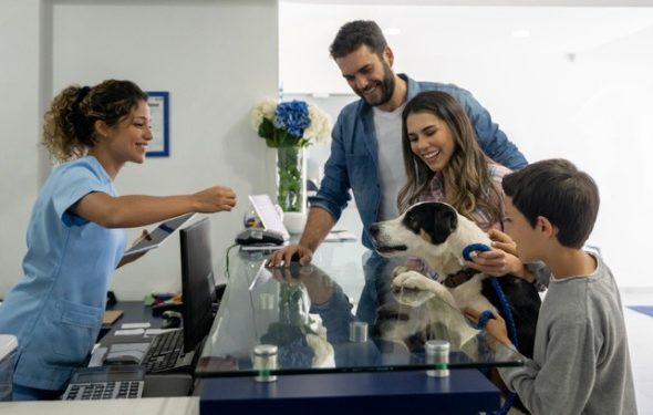 Transfusions sanguines de chiens: tout ce que vous devez savoir