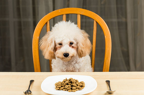 Un guide pour utiliser l’alimentation pour traiter les vomissements chez les chiens