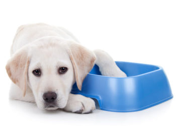 Un moyen plus simple d’aider votre chien à perdre du poids