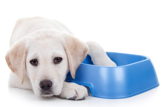 Un moyen plus simple d’aider votre chien à perdre du poids