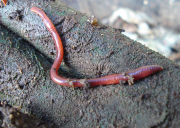 Vers Brandling – Faits, régime alimentaire et renseignements sur l’habitat