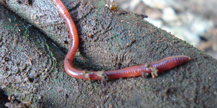 Vers Brandling – Faits, régime alimentaire et renseignements sur l’habitat
