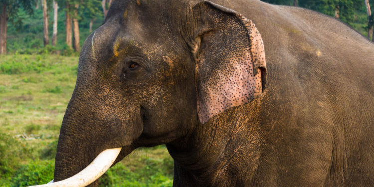 Éléphant d’Asie – Faits, informations et images clés