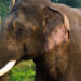 Éléphant d’Asie – Faits, informations et images clés