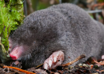 British Moles – Faits, informations et habitat