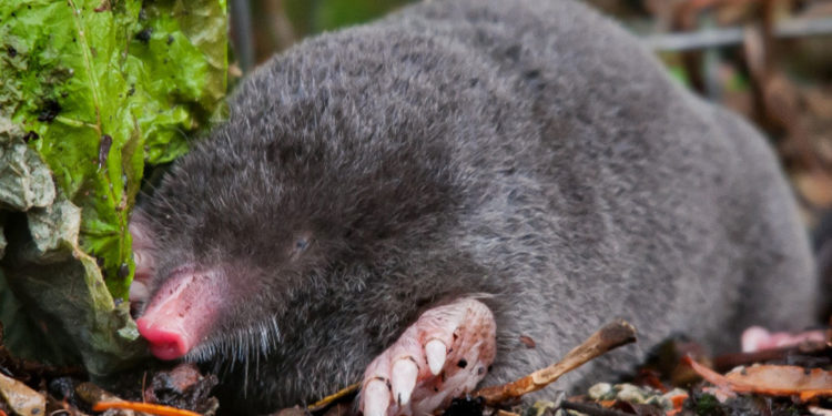 British Moles – Faits, informations et habitat