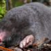 British Moles – Faits, informations et habitat