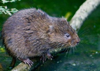 Campagnol aquatique – Faits, informations et photos