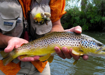 Poisson truite brune – Faits, informations et photos