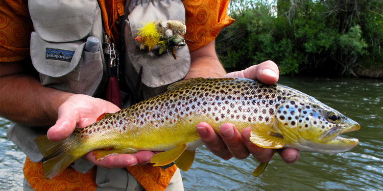 Poisson truite brune – Faits, informations et photos