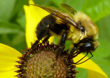 Bumble Bees – Faits, informations et photos