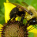 Bumble Bees – Faits, informations et photos