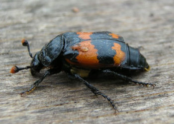 Burying Beetle – Faits, informations et photos