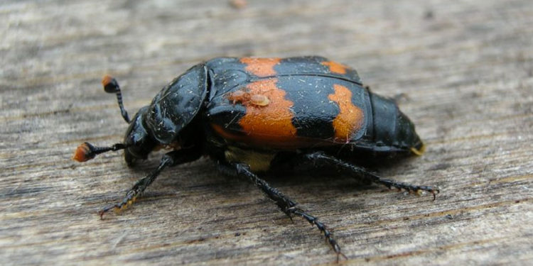 Burying Beetle – Faits, informations et photos