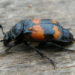 Burying Beetle – Faits, informations et photos