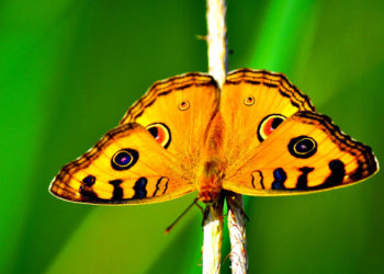 Papillons – Faits, informations et photos