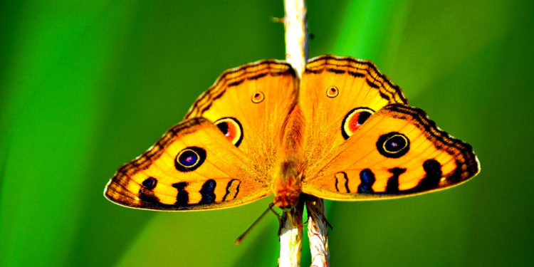 Papillons – Faits, informations et photos