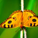 Papillons – Faits, informations et photos
