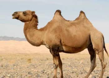 Tout sur les chameaux Faits, informations et photos