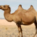 Tout sur les chameaux Faits, informations et photos