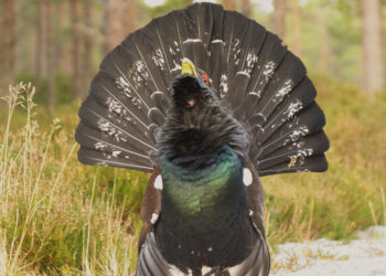 Oiseau capercaillie – Faits, informations et photos