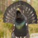 Oiseau capercaillie – Faits, informations et photos
