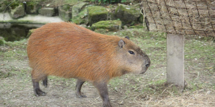 Rainforest Capybara – Faits, informations et photos