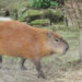 Rainforest Capybara – Faits, informations et photos
