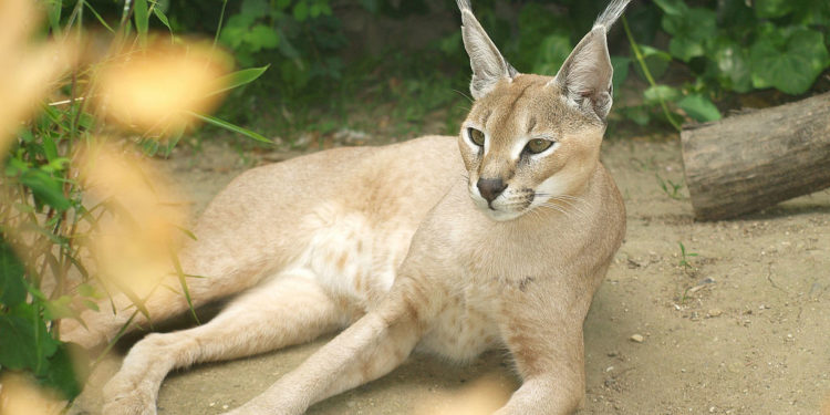 Caracal Big Cat – Faits, informations et photos