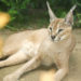 Caracal Big Cat – Faits, informations et photos