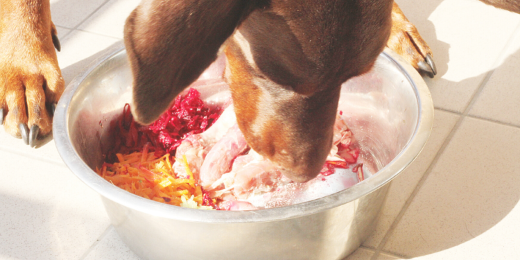 17 meilleures critiques d’aliments pour chiens biologiques pour 2020