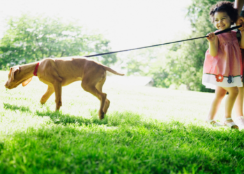 20 meilleures critiques de laisse pour chien pour 2020