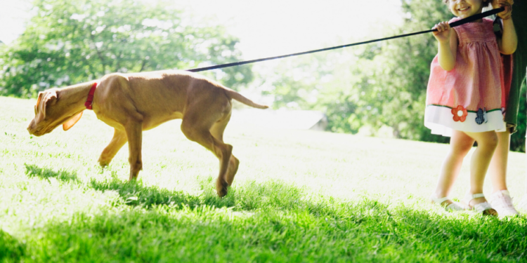 20 meilleures critiques de laisse pour chien pour 2020