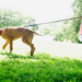 20 meilleures critiques de laisse pour chien pour 2020