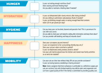Infographie: utilisez cette échelle de qualité de vie pour décider quand poser votre chat
