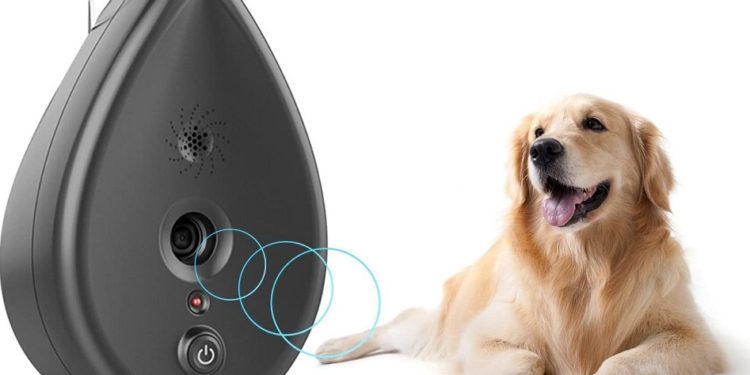16 meilleures critiques de silencieux pour chiens pour 2020