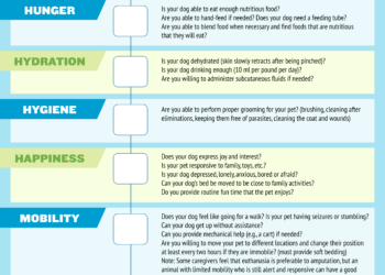 Infographie: utilisez cette échelle de qualité de vie pour décider quand abattre votre chien
