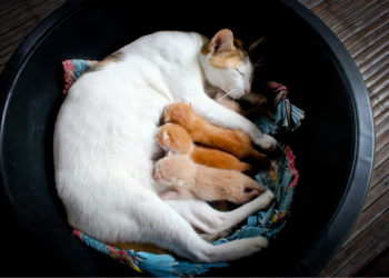 19 meilleurs avis et guide sur les aliments pour chaton – Édition 2020