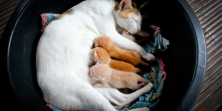 19 meilleurs avis et guide sur les aliments pour chaton – Édition 2020