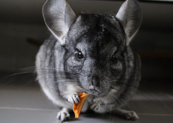 Chinchilla (sauvage) – Faits saillants, informations et photos