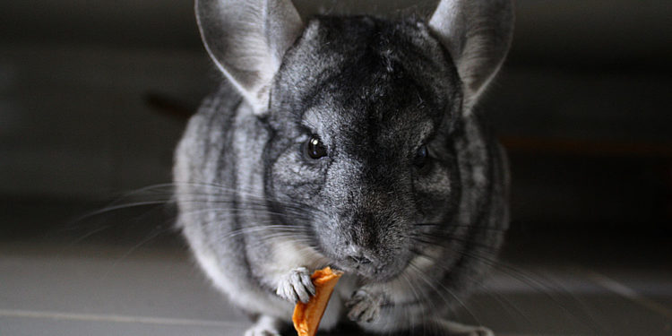 Chinchilla (sauvage) – Faits saillants, informations et photos