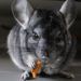 Chinchilla (sauvage) – Faits saillants, informations et photos