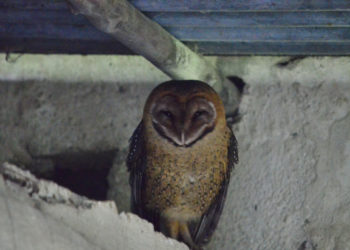 Effraie des clochers des Galapagos – Faits, information et habitat