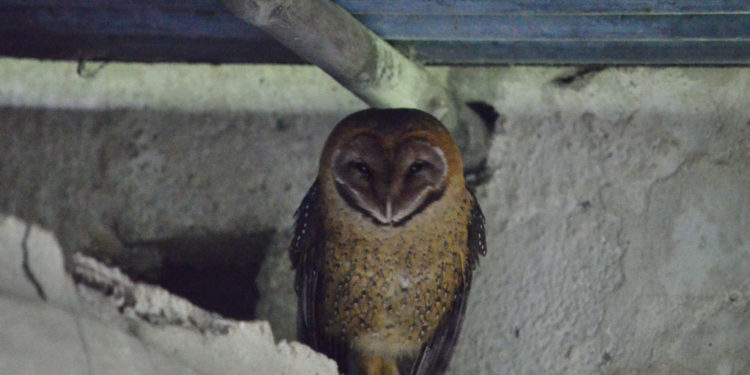 Effraie des clochers des Galapagos – Faits, information et habitat