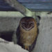 Effraie des clochers des Galapagos – Faits, information et habitat