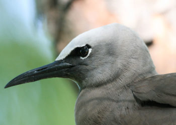 Sterne nodulaire brune des Galapagos – Faits et renseignements sur l’habitat