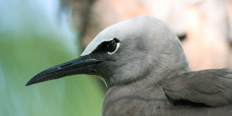 Sterne nodulaire brune des Galapagos – Faits et renseignements sur l’habitat