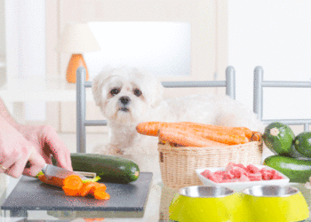 5 erreurs courantes lors de l’alimentation des animaux crus | Régime d’aliments crus pour chiens | BARF Diet